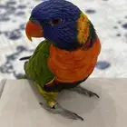 ببغاء لوري جامبو