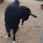 تيس فحل بخيبرالجنوب