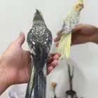 كروان
