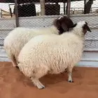 نعيم رباع جروم