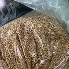 حب بني مالك عثري