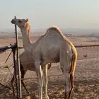 قعود مفرود