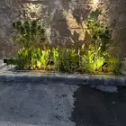 فله 250 مستقله فاخره النرجس