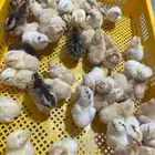 صوص بلدي