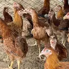 فروخ دجاج فرنسي للبيع