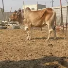 بقرة للبيع