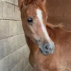 مهره شعبيه