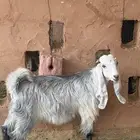 تيس عارضي