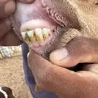 ساكنية متاومة