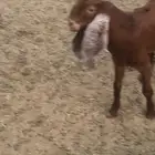 تيوس للبيع بالاحساء