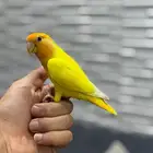 روز اورنج اوبلاين اليف هدد