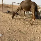 خلفه للبيع