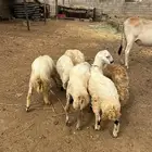خرفان عدد 6 للبيع