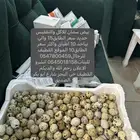 بيض سمان