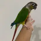 كنيور اليف