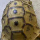 مكه المكرمه
