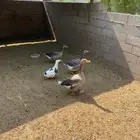 للبيع وز بلدي