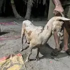 ماعز جنوبي