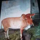 حسيله اوبقره صغيره بلدي