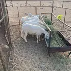 طليان للبيع