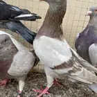 حمام فرنسي وباكستاني وقطايف