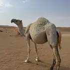 لقحه للبيع