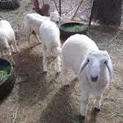 طليان 5