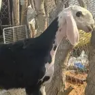 رخل صنف معرفها
