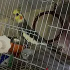 كروان ضايع بحي سلطانه اليوم الساعه 3