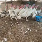رومي أحجام طيبة