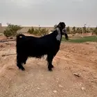 تيس عارضي فحل