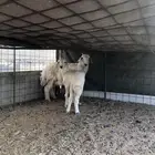 رخل وخروف