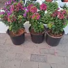 تنسيق حدائق