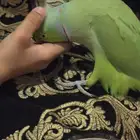 دره هنديه ذكر هدد متكلم