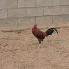 ديك للبيع