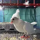 جوز صنعاوي ابيض