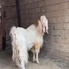 تيس فحل للبيع