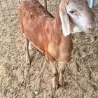 طليان اثنين سواكن مرابي