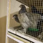 دجاج براهما