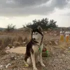 كلب هاسكي للتبني