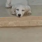 كلب مالتيز صغير للبيع