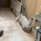 الرياض