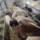 تبغى وزن ممتاز حلال مضمون  احنا قدها  لاصحاب الجمله والتفريد