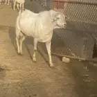 تيس بيشي اجم