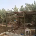 شبك بقلاوة الخرج