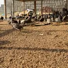 دجاج وحجل