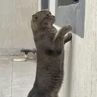 ذكر سكوتش فولد