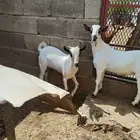 2 تيوس ما شاء الله تبارك الله