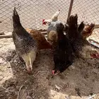دجاج بلدي وفيومي