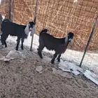 تيوس مندي مخصصه